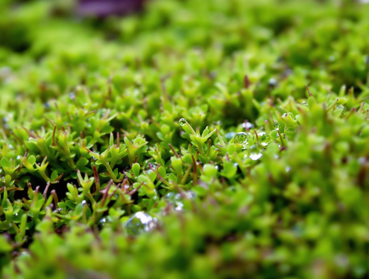 苔藓星球：微观森林的疗愈力量